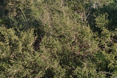 Flueggea verrucosa