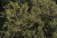 Flueggea verrucosa