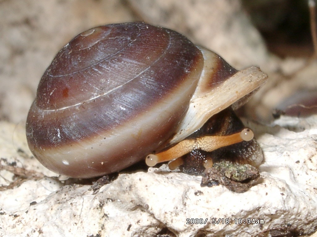Dentellaria bronni