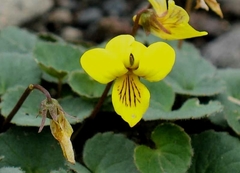Viola crassa