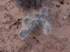 Opuntia polyacantha erinacea