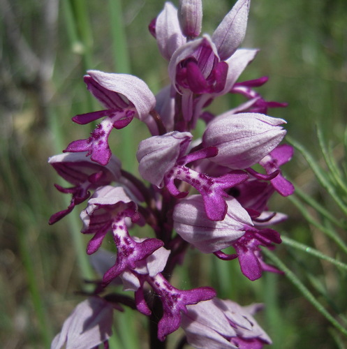 vstavač vojenský (Orchis militaris)