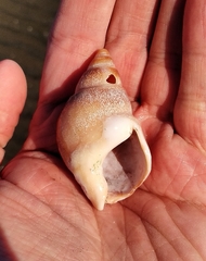 Buccinastrum deforme