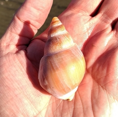 Buccinastrum deforme