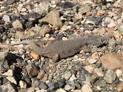 Liolaemus atacamensis