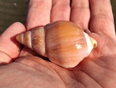 Buccinastrum deforme