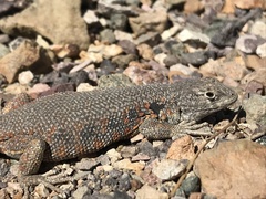 Liolaemus atacamensis