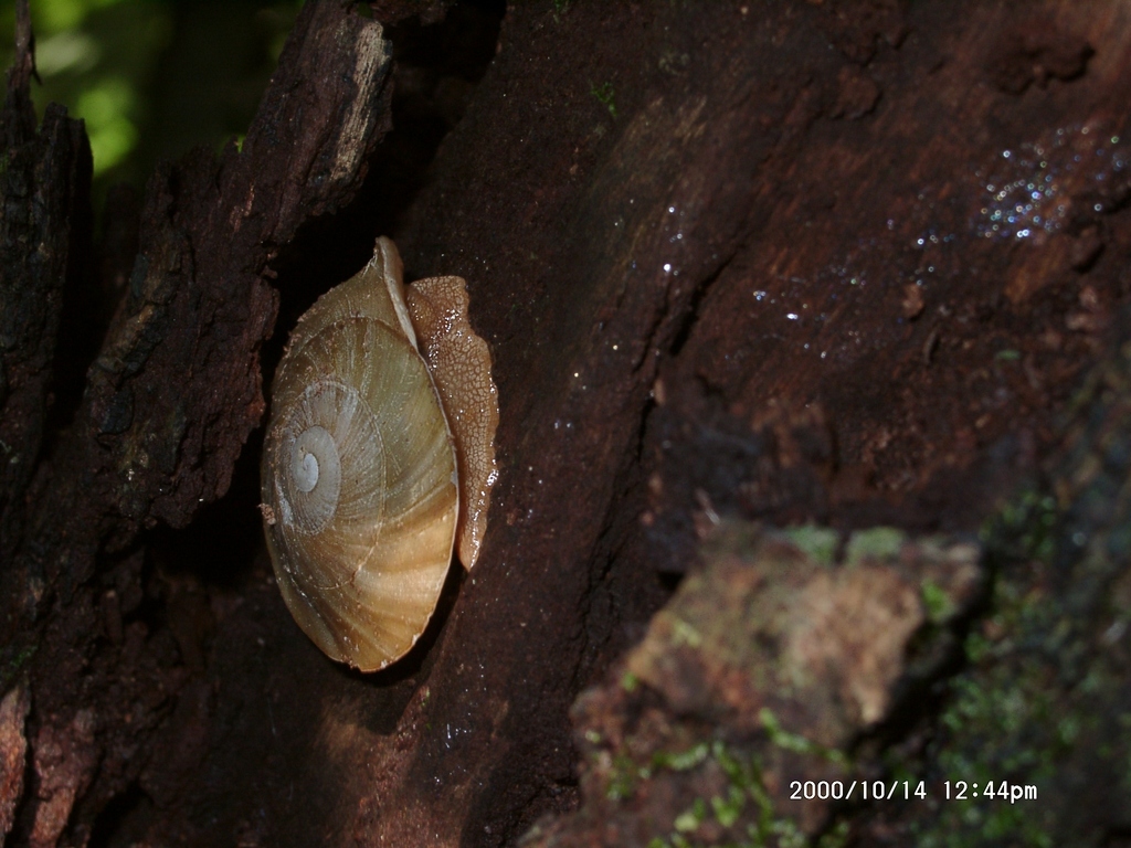 Dentellaria peracutissima