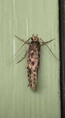 Lindera tessellatella