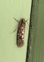 Lindera tessellatella