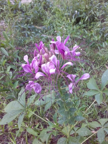 Cleome trachycarpa