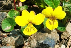 Viola crassa