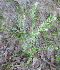 Myosotis macrosperma