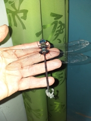 Gynacantha membranalis