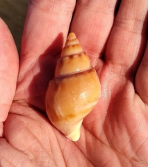 Buccinanops cochlidium