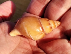 Buccinanops cochlidium