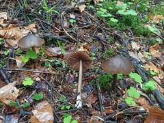 Entoloma hirtipes