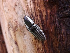 Chalcolepidius approximatus