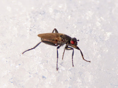 Crumomyia nitida
