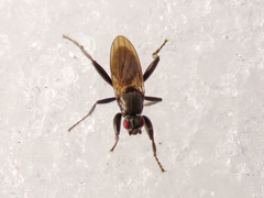 Crumomyia nitida