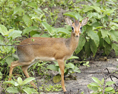 Madoqua hindei