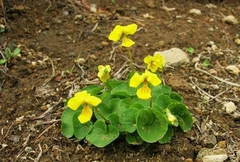 Viola crassa
