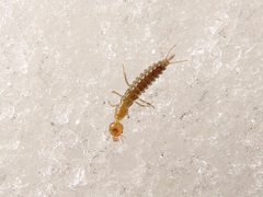 Nebriinae