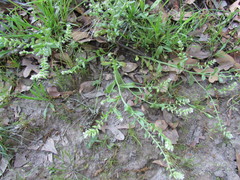 Myosotis macrosperma