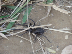 Araneae
