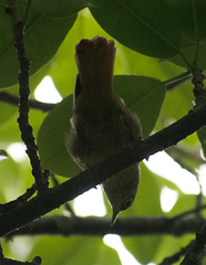 Anabacerthia striaticollis