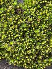 Orthotrichum ohioense