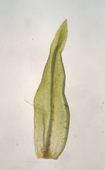 Orthotrichum ohioense