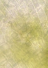 Orthotrichum ohioense