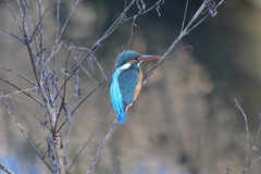 Alcedo atthis