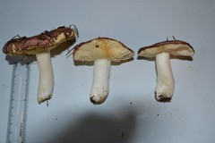 Russula veternosa
