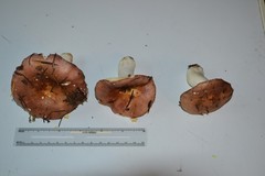 Russula veternosa