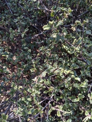 Ceanothus foliosus medius