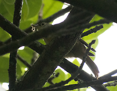 Anabacerthia striaticollis