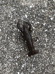 Procambarus fallax image
