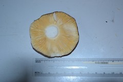 Russula veternosa
