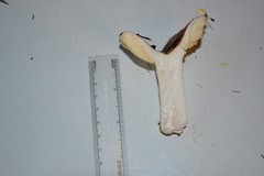 Russula veternosa