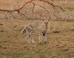 Leptailurus serval constantina
