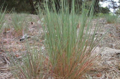 kyjanka sivá (Corynephorus canescens)