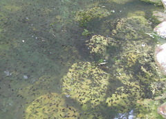 Bufo bufo