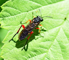 Macrophya diversipes