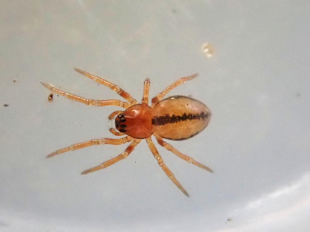 Psilocymbium lineatum