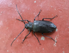 Prionomma bigibbosum