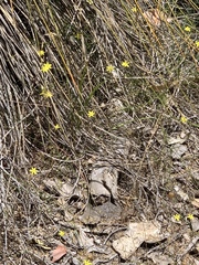 Tricoryne tenella