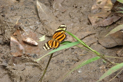 Eresia eunice mechanitis