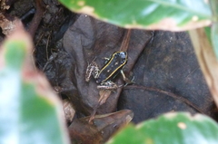 Phyllobates lugubris